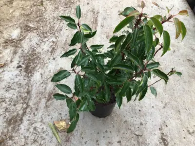 10 Prunus Lucitanica 60-80 – kavel bij Hammertime, Westerlo