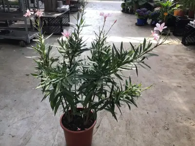 1 Oleander – kavel bij Hammertime, Westerlo