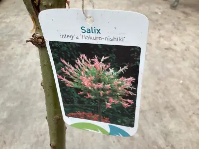 5 Salixstam – kavel bij Hammertime, Westerlo