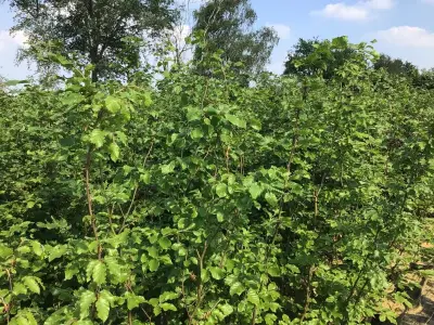 100 Fagus Sylvatica 180-200 – kavel bij Hammertime, Westerlo