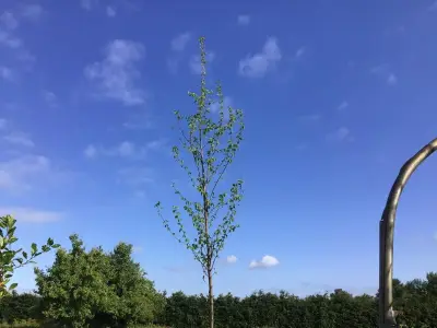 1 Carpinusboom – kavel bij Hammertime, Westerlo