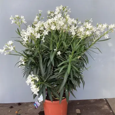 2 Oleanders – kavel bij Hammertime, Westerlo