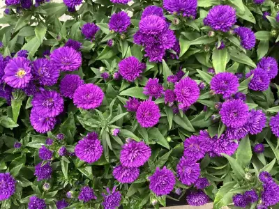 100 Asters – kavel bij Hammertime, Westerlo