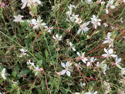 40 Gaura – kavel bij Hammertime, Westerlo