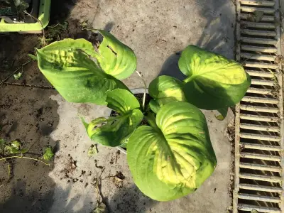 10 Hosta – kavel bij Hammertime, Westerlo