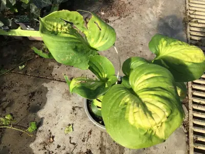 5 Hosta – kavel bij Hammertime, Westerlo