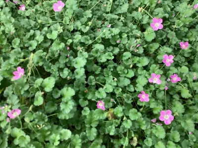 50 Erodium – kavel bij Hammertime, Westerlo