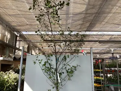 1 Aronia – kavel bij Hammertime, Westerlo