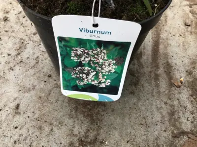 100 Viburnum Tinus – kavel bij Hammertime, Westerlo
