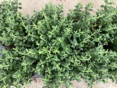 80 Teucrium – kavel bij Hammertime, Westerlo