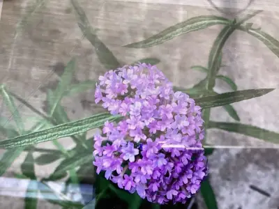 50 Verbena – kavel bij Hammertime, Westerlo