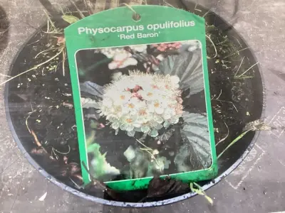 30 Physocarpus – kavel bij Hammertime, Westerlo