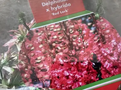 30 Rode Delphinium – kavel bij Hammertime, Westerlo