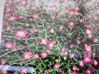 50 Rode Saxifraga – kavel bij Hammertime, Westerlo