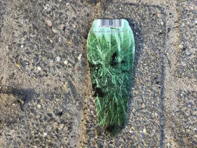10 Miscanthis Gracillis – kavel bij Hammertime, Westerlo