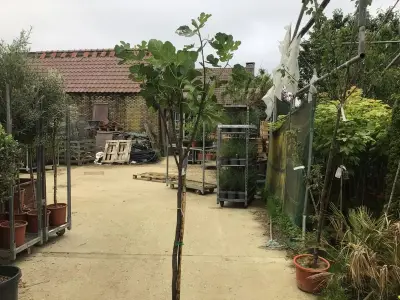 1 Vijgenboom – kavel bij Hammertime, Westerlo