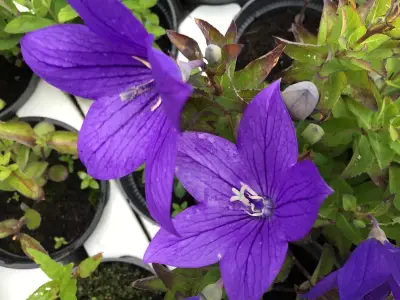 80 Platycodon Blauw – kavel bij Hammertime, Westerlo