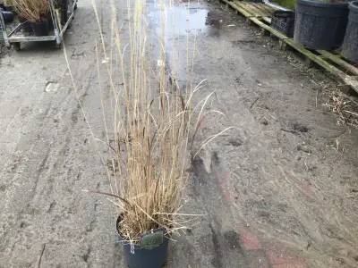 5 Panicum – kavel bij Hammertime, Westerlo
