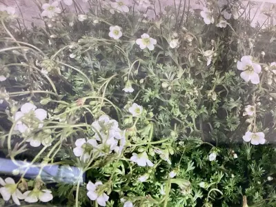 50 Witte Saxifraga – kavel bij Hammertime, Westerlo