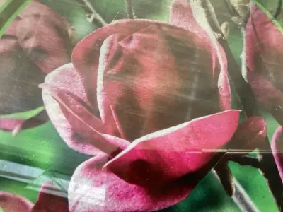 10 Magnolia – kavel bij Hammertime, Westerlo