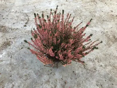 80 Calluna – kavel bij Hammertime, Westerlo