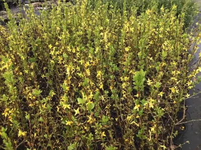 50 Forsythia – kavel bij Hammertime, Westerlo