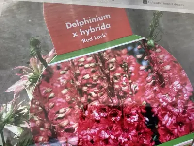 20 Rode Delphinium – kavel bij Hammertime, Westerlo