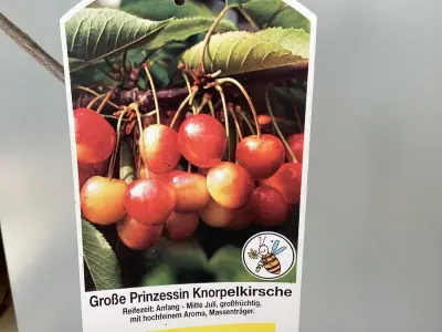 1 Kersenstam – kavel bij Hammertime, Westerlo