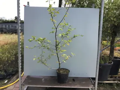 10 Carpinus 180-200 – kavel bij Hammertime, Westerlo