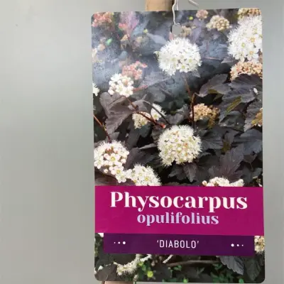 1 Physocarpus Diabolo – kavel bij Hammertime, Westerlo