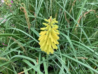20 Kniphofia – kavel bij Hammertime, Westerlo