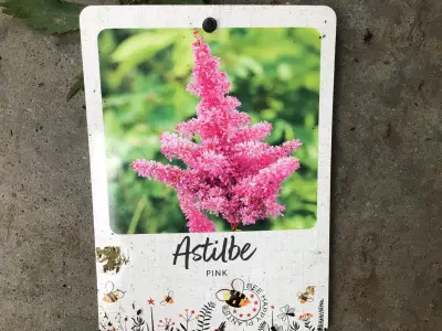 20 Astilbe – kavel bij Hammertime, Westerlo