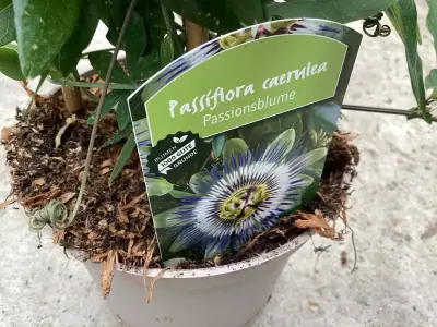 5 Passiflora – kavel bij Hammertime, Westerlo