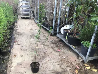 200 Ligustrum 120-140 – kavel bij Hammertime, Westerlo