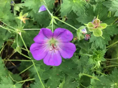 10 Winterharde Geraniums – kavel bij Hammertime, Westerlo