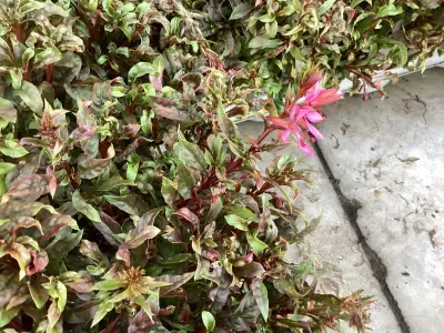 80 Gaura – kavel bij Hammertime, Westerlo