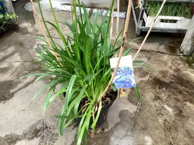2 Agapanthus – kavel bij Hammertime, Westerlo