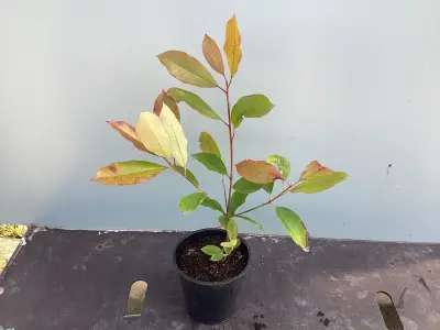10 Photinia – kavel bij Hammertime, Westerlo