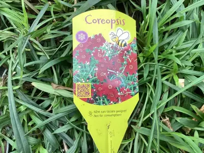 40 Coreopsis – kavel bij Hammertime, Westerlo