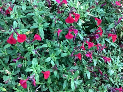 80 Salvia Rood – kavel bij Hammertime, Westerlo