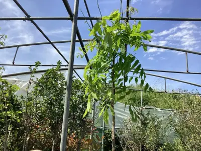 1 Wisteria – kavel bij Hammertime, Westerlo