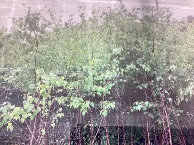 50 Berken 180-200 – kavel bij Hammertime, Westerlo