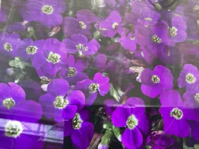 60 Aubretia – kavel bij Hammertime, Westerlo