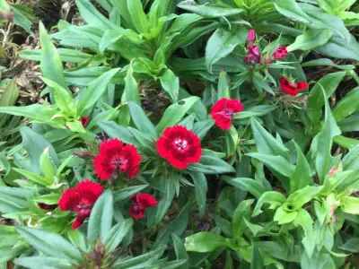 40 Dianthus Barbatus – kavel bij Hammertime, Westerlo
