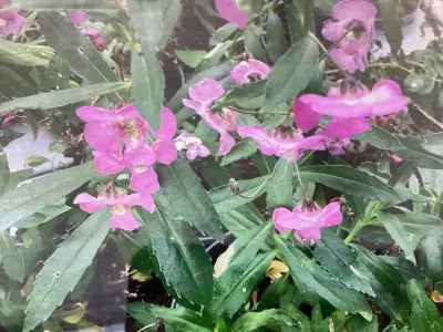 40 Anthiriums – kavel bij Hammertime, Westerlo