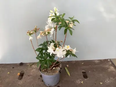 5 Azalea Mollis – kavel bij Hammertime, Westerlo