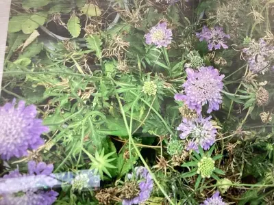 60 Scabiosa – kavel bij Hammertime, Westerlo