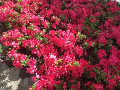 10 Azalea – kavel bij Hammertime, Westerlo