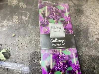 20 Callicarpa – kavel bij Hammertime, Westerlo