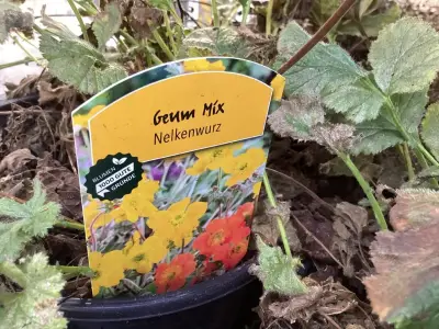 10 Geum – kavel bij Hammertime, Westerlo